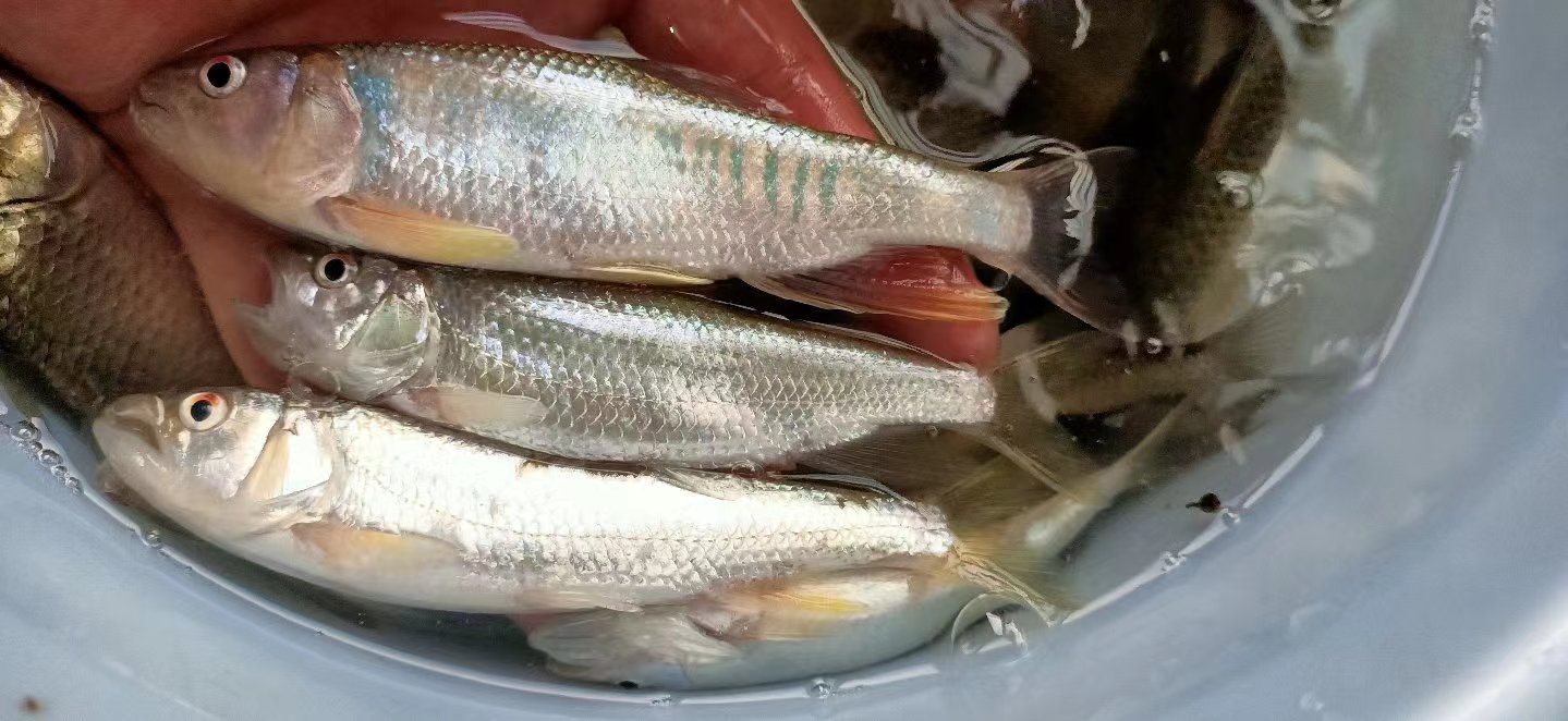 野钓神器还是鸡肋？实测“九一八饵料”效果如何！